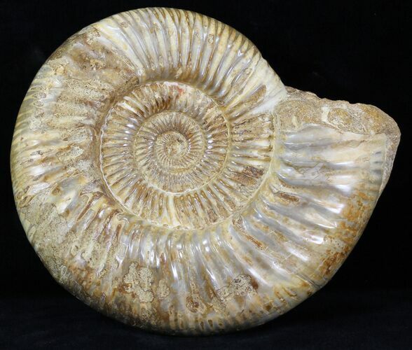 Perisphinctes Ammonite - Jurassic #31760